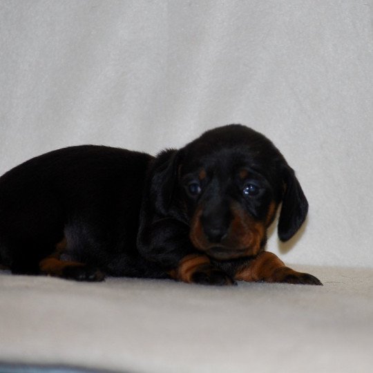 chiot Teckel Noire et feu Appie Elevage zadatis  caniche , teckel