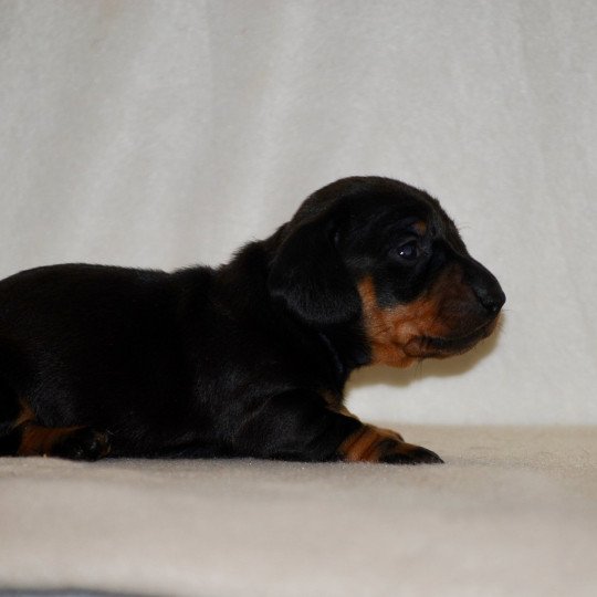 chiot Teckel Noire et feu Appie Elevage zadatis  caniche , teckel