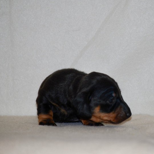 chiot Teckel Noire et feu Appie Elevage zadatis  caniche , teckel