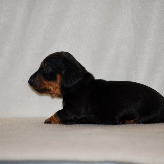 chiot Teckel Noire et feu Appie Elevage zadatis  caniche , teckel