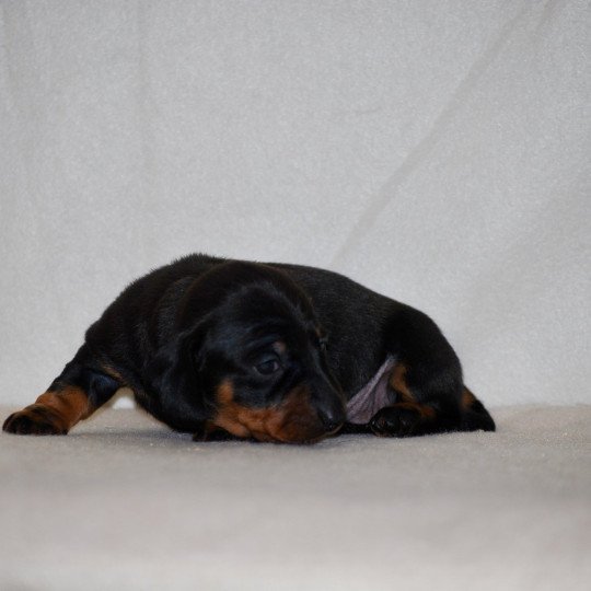 chiot Teckel Noire et feu Appie Elevage zadatis  caniche , teckel