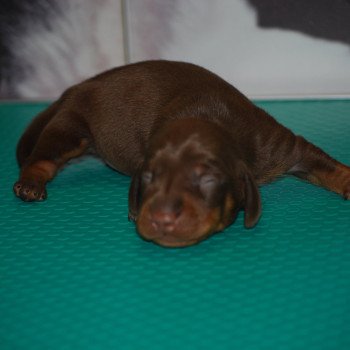 chiot Teckel Chocolat Archos Elevage zadatis  caniche , teckel