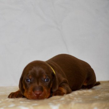 chiot Teckel Chocolat Archos Elevage zadatis  caniche , teckel