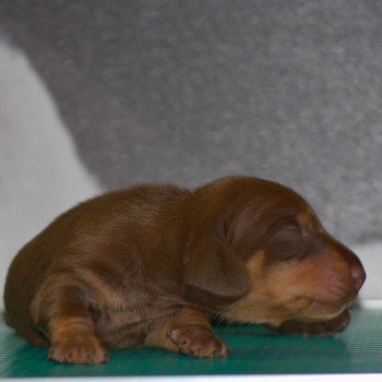 chiot Teckel Chocolat Aston Elevage zadatis  caniche , teckel