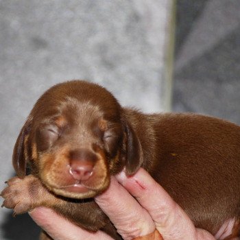 chiot Teckel Chocolat Aston Elevage zadatis  caniche , teckel