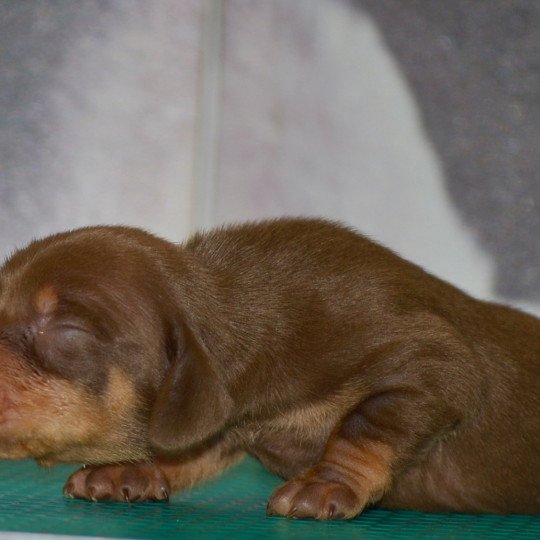 chiot Teckel Chocolat Aston Elevage zadatis  caniche , teckel