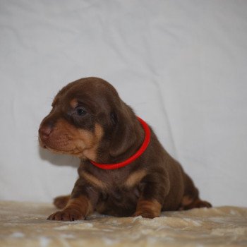 chiot Teckel Chocolat Aston Elevage zadatis  caniche , teckel