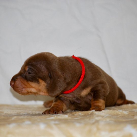 chiot Teckel Chocolat Aston Elevage zadatis  caniche , teckel