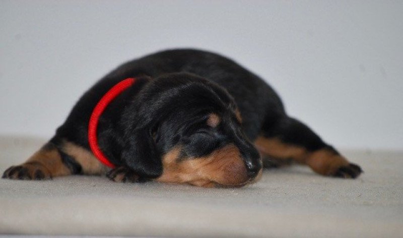 ZADATIS Azlee Femelle Teckel