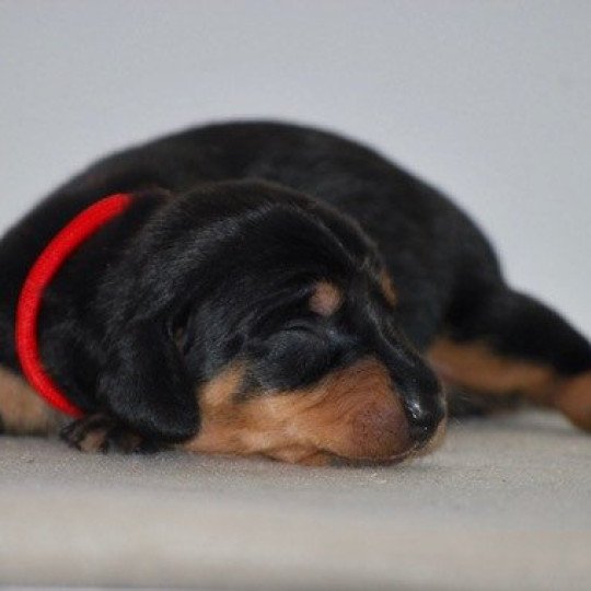 chiot Teckel Noire et feu Athena Elevage zadatis  caniche , teckel