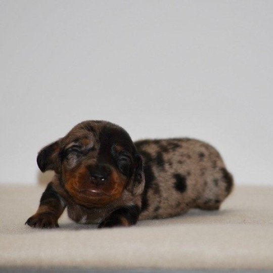 chiot Teckel Chocolat Azalée Elevage zadatis  caniche , teckel