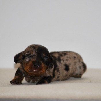 chiot Teckel Chocolat Azalée Elevage zadatis caniche , teckel chiot Teckel Chocolat Azalée Elevage zadatis caniche , teckel