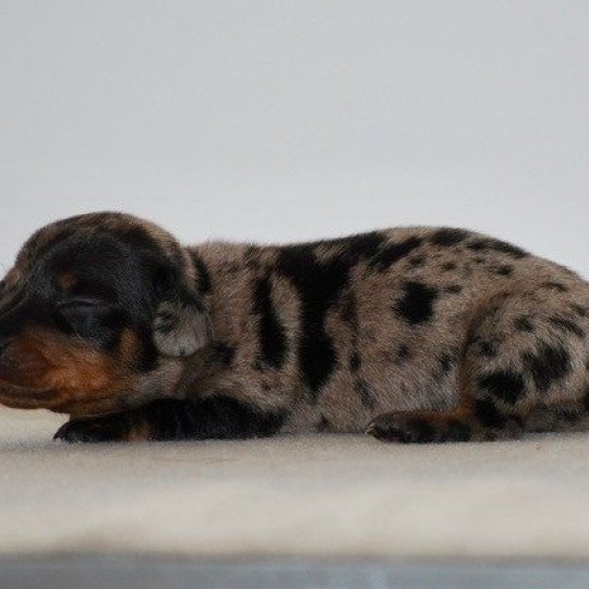 chiot Teckel Chocolat Azalée Elevage zadatis  caniche , teckel