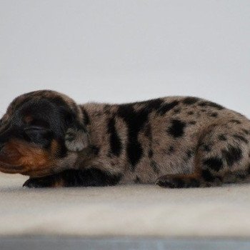chiot Teckel Chocolat Azalée Elevage zadatis caniche , teckel chiot Teckel Chocolat Azalée Elevage zadatis caniche , teckel