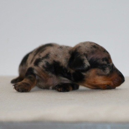 chiot Teckel Chocolat Azalée Elevage zadatis  caniche , teckel