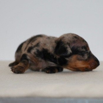 chiot Teckel Chocolat Azalée Elevage zadatis caniche , teckel chiot Teckel Chocolat Azalée Elevage zadatis caniche , teckel