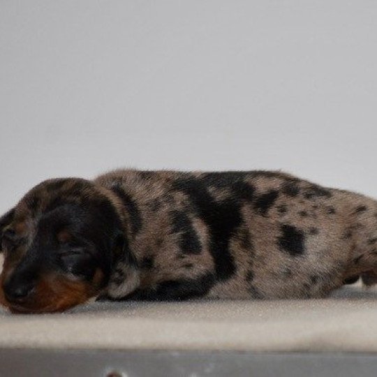 chiot Teckel Chocolat Azalée Elevage zadatis  caniche , teckel