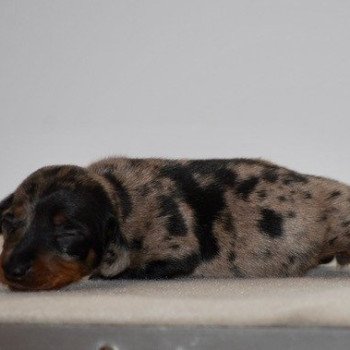 chiot Teckel Chocolat Azalée Elevage zadatis caniche , teckel chiot Teckel Chocolat Azalée Elevage zadatis caniche , teckel