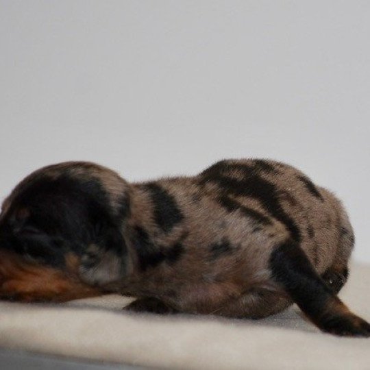 chiot Teckel Chocolat Azalée Elevage zadatis  caniche , teckel