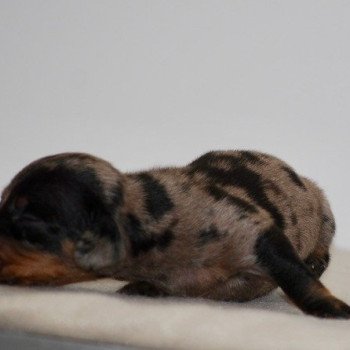 chiot Teckel Chocolat Azalée Elevage zadatis caniche , teckel chiot Teckel Chocolat Azalée Elevage zadatis caniche , teckel