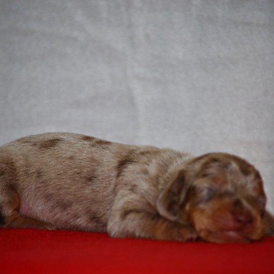 chiot Teckel Arlequin Azzaro Elevage zadatis  caniche , teckel
