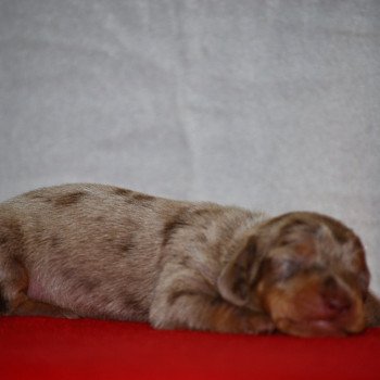 chiot Teckel Arlequin Azzaro Elevage zadatis  caniche , teckel