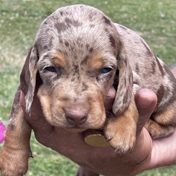 chiot Teckel Arlequin Azzaro Elevage zadatis  caniche , teckel