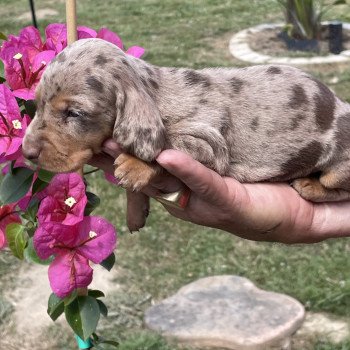 chiot Teckel Arlequin Azzaro Elevage zadatis  caniche , teckel