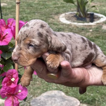 chiot Teckel Arlequin Azzaro Elevage zadatis  caniche , teckel