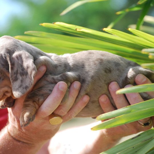chiot Teckel Arlequin Azzaro Elevage zadatis  caniche , teckel
