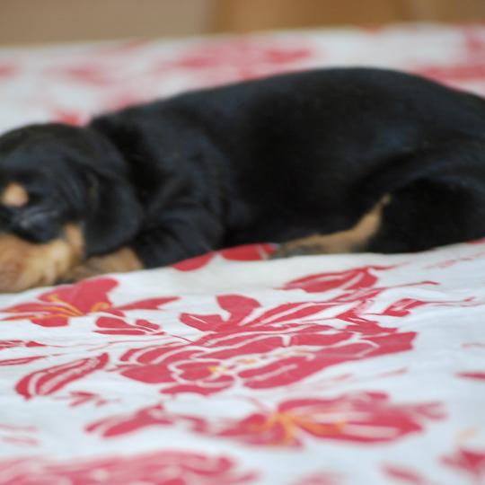 chiot Teckel Noir et feu Badoit Elevage zadatis  caniche , teckel