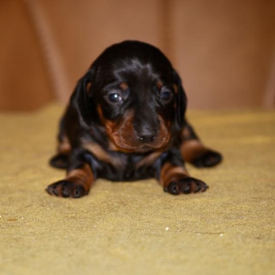 chiot Teckel Noire et feu Baia col rouge Elevage zadatis  caniche , teckel
