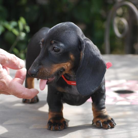 chiot Teckel Noire et feu Baia col rouge Elevage zadatis  caniche , teckel