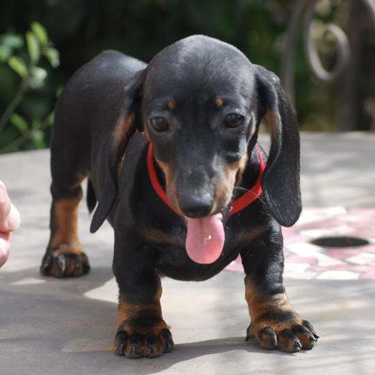 chiot Teckel Noire et feu Baia col rouge Elevage zadatis  caniche , teckel