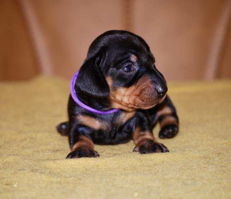 ZADATIS Brigit col violet Femelle Teckel