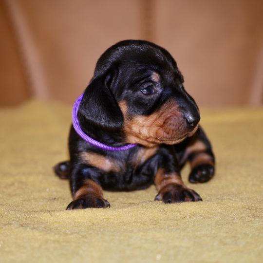 chiot Teckel Noire et feu Brigit col violet Elevage zadatis  caniche , teckel