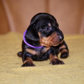 chiot Teckel Noire et feu Brigit col violet Elevage zadatis  caniche , teckel