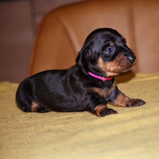 chiot Teckel Noire et feu Banette col fuschia Elevage zadatis  caniche , teckel