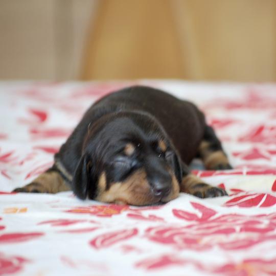 chiot Teckel Noire et feu Belette Elevage zadatis  caniche , teckel