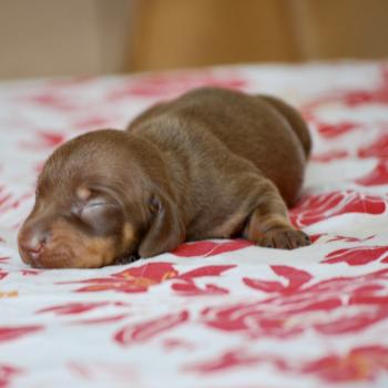 chiot Teckel Chocolat Betsy Elevage zadatis  caniche , teckel