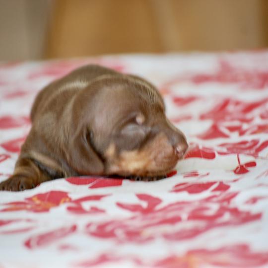 chiot Teckel Chocolat Betsy Elevage zadatis  caniche , teckel