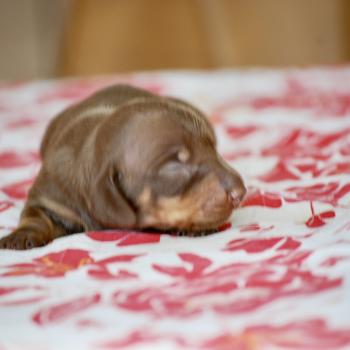 chiot Teckel Chocolat Betsy Elevage zadatis  caniche , teckel