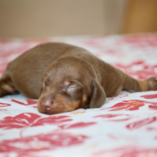 chiot Teckel Chocolat Betsy Elevage zadatis  caniche , teckel