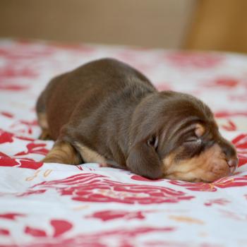 chiot Teckel Chocolat Biguine Elevage zadatis  caniche , teckel
