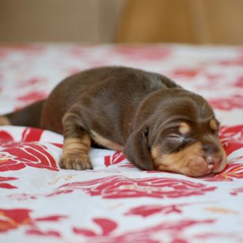 chiot Teckel Chocolat Biguine Elevage zadatis  caniche , teckel