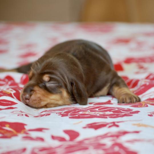 chiot Teckel Chocolat Biguine Elevage zadatis  caniche , teckel