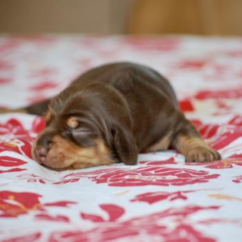 chiot Teckel Chocolat Biguine Elevage zadatis  caniche , teckel