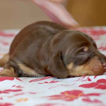 chiot Teckel Chocolat Berry Elevage zadatis  caniche , teckel