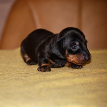 chiot Teckel Noir et feu Bingo Elevage zadatis  caniche , teckel