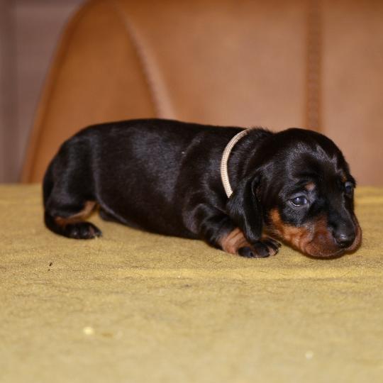 chiot Teckel Noire et feu Bali col marron Elevage zadatis  caniche , teckel